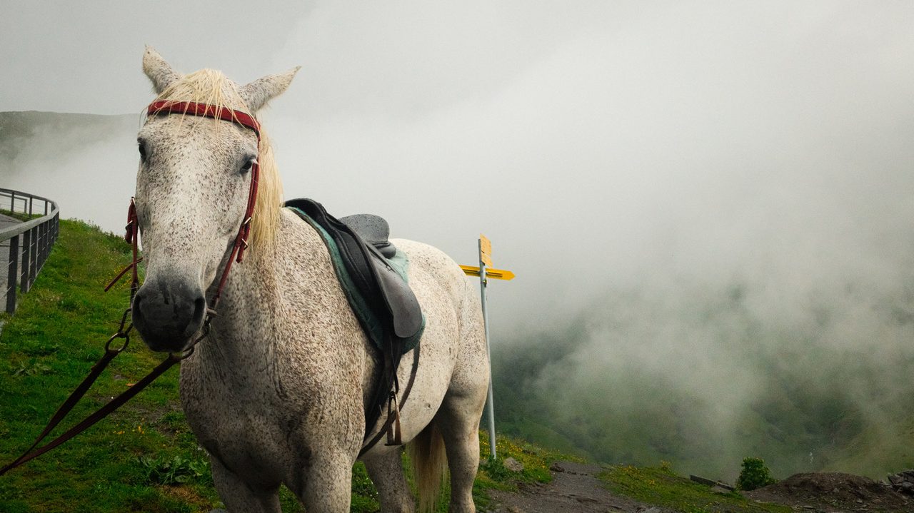 Mountain horse in drifting cloud